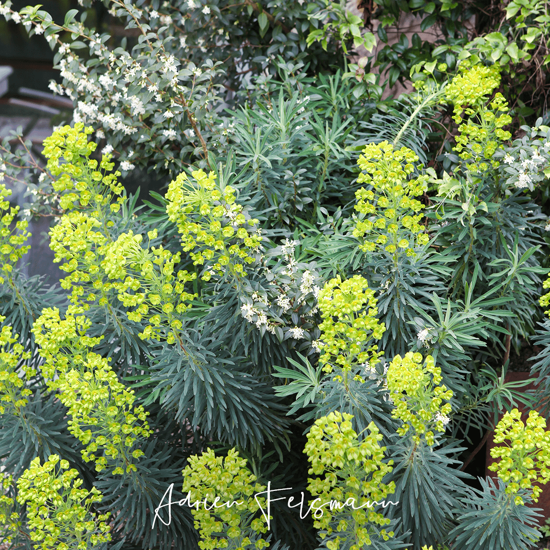Euphorbe des garrigues au feuillage bleuté