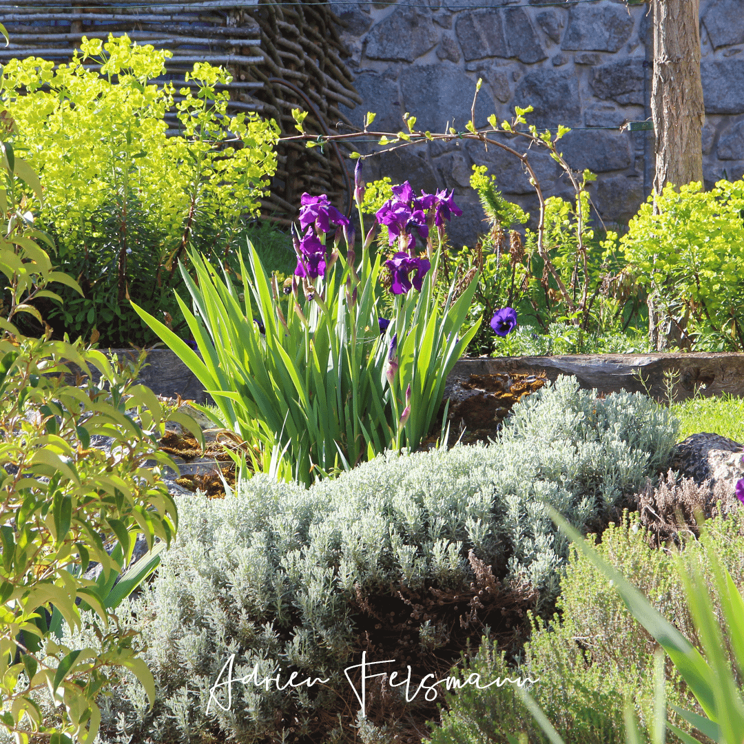 Euphorbes lumineuses en fond de massif