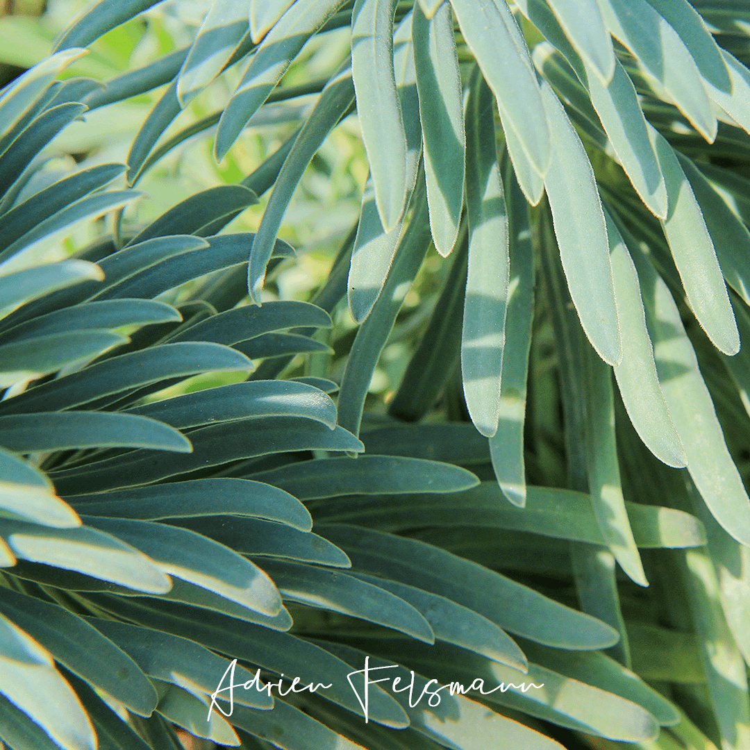 Feuilles de l'euphorbe des garrigues