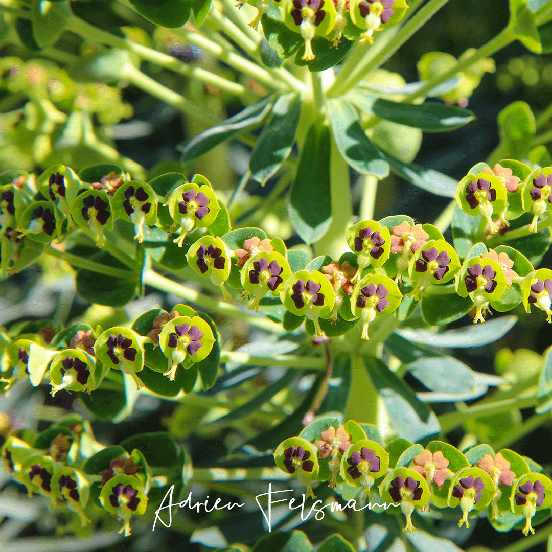 Fleurs d'euphorbe 'Black Pearl'