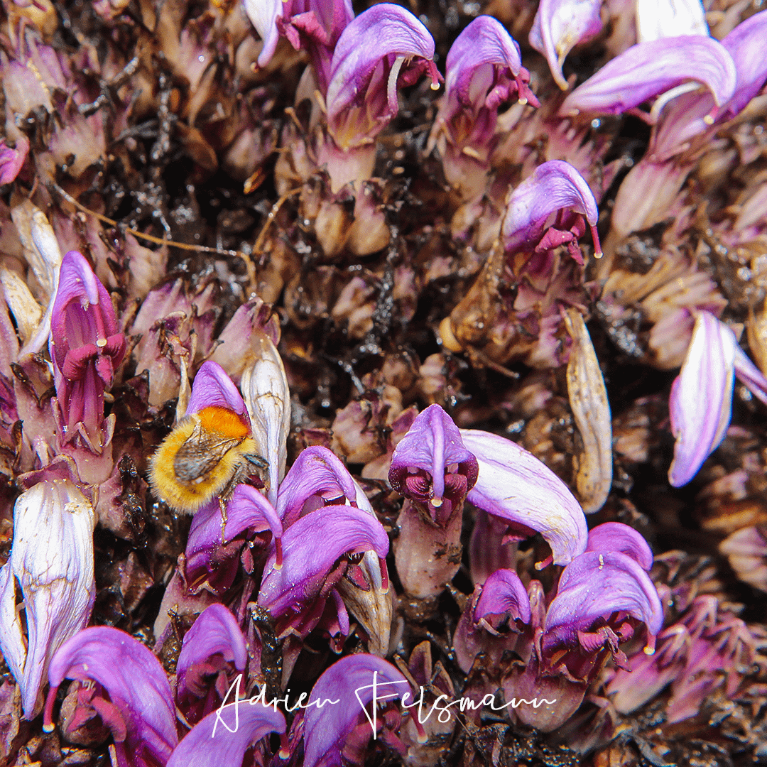 Lathrée clandestine butinée par un bourdon