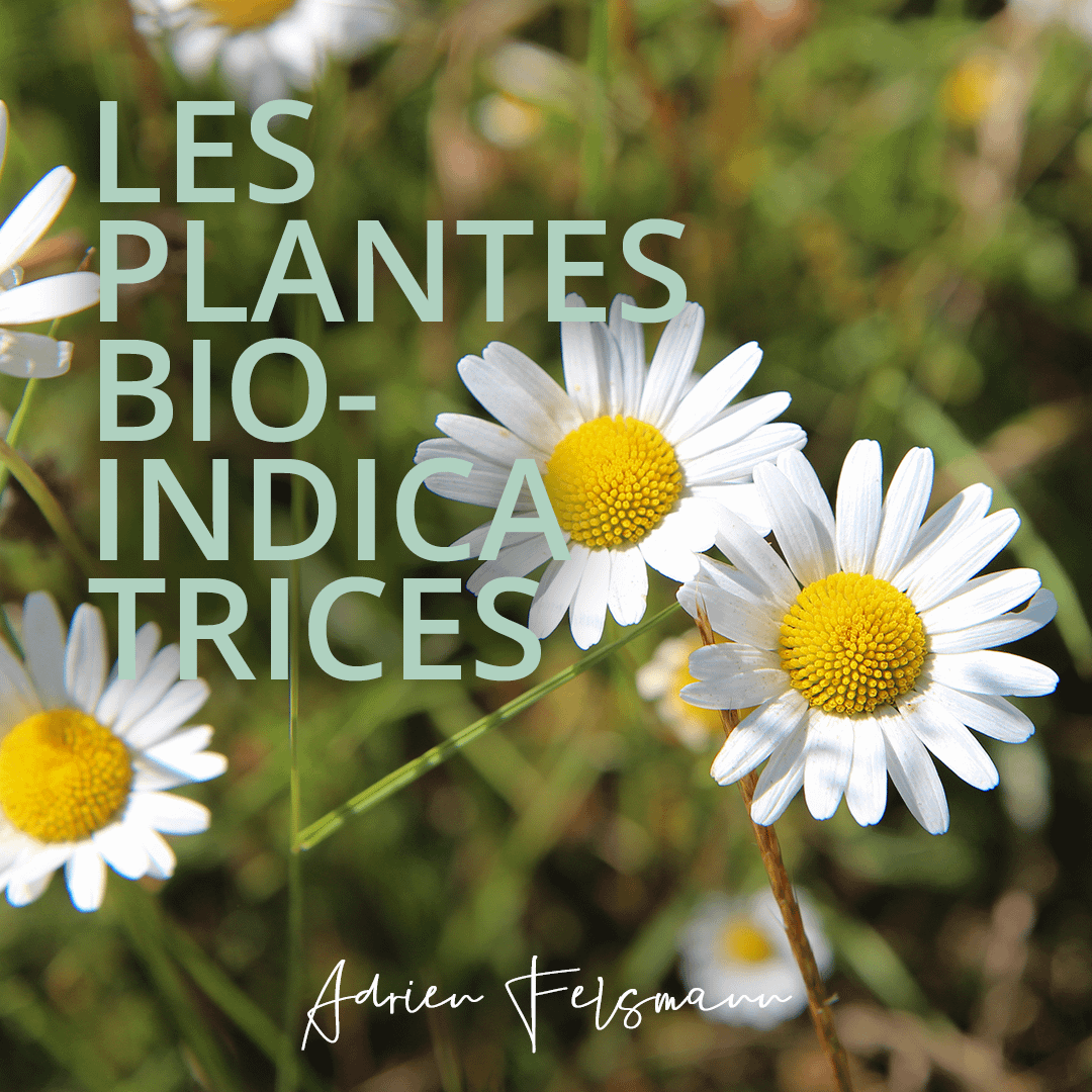 Les plantes bio-indicatrices