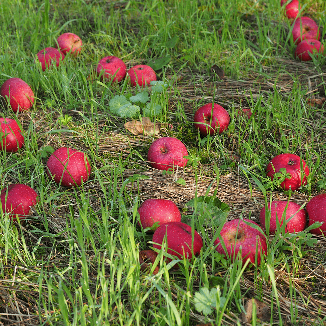 Pommes se compostant en place directement sur le sol