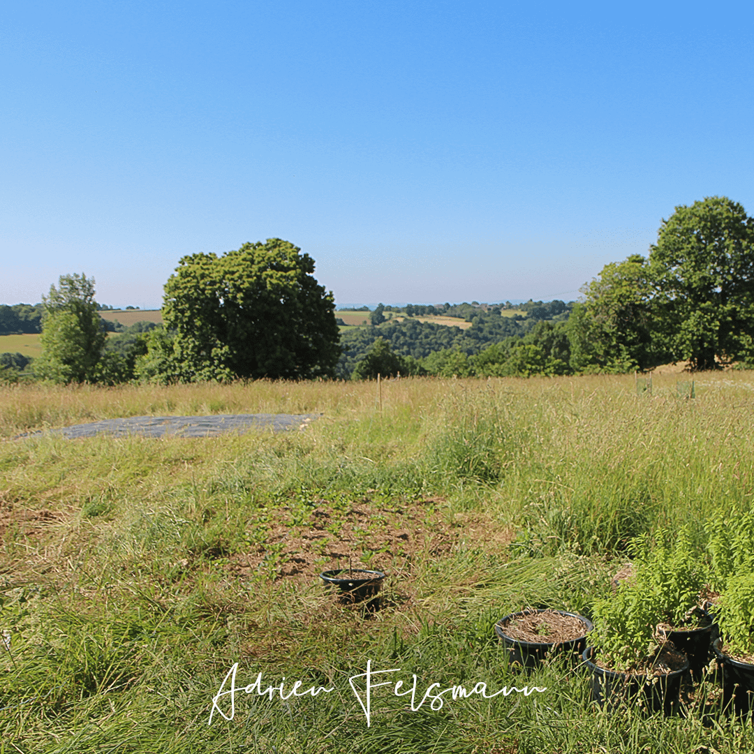 Prairie recouverte d'une diversité de plantes bio-indicatrices