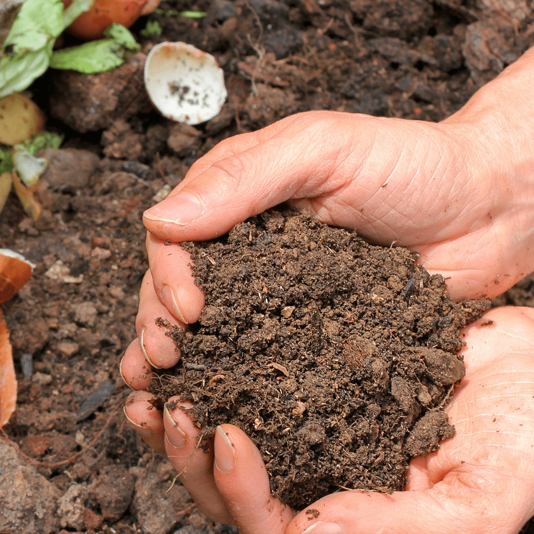 Sol enrichi grâce au compost de surface