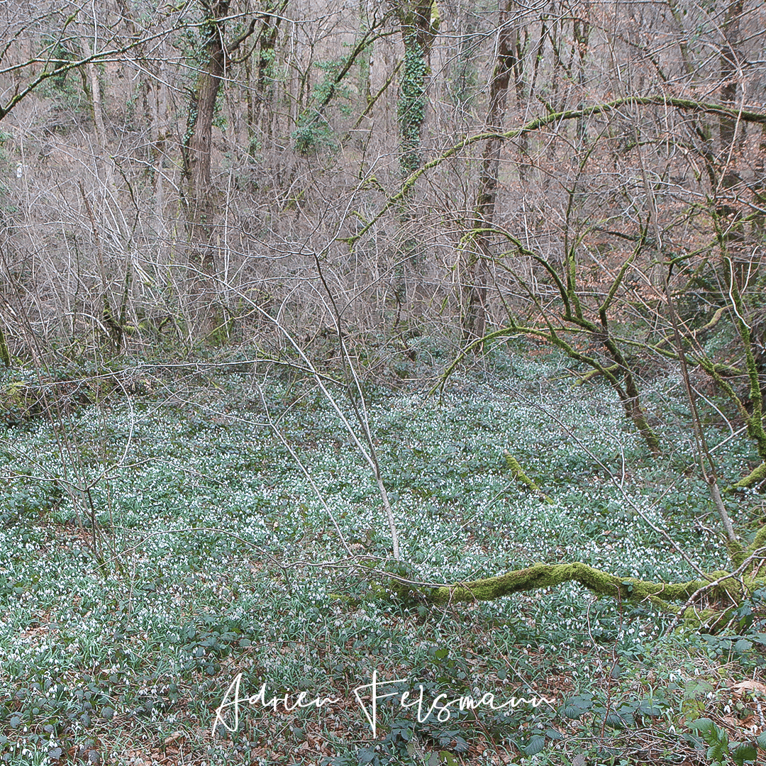 Champs de perce-neige