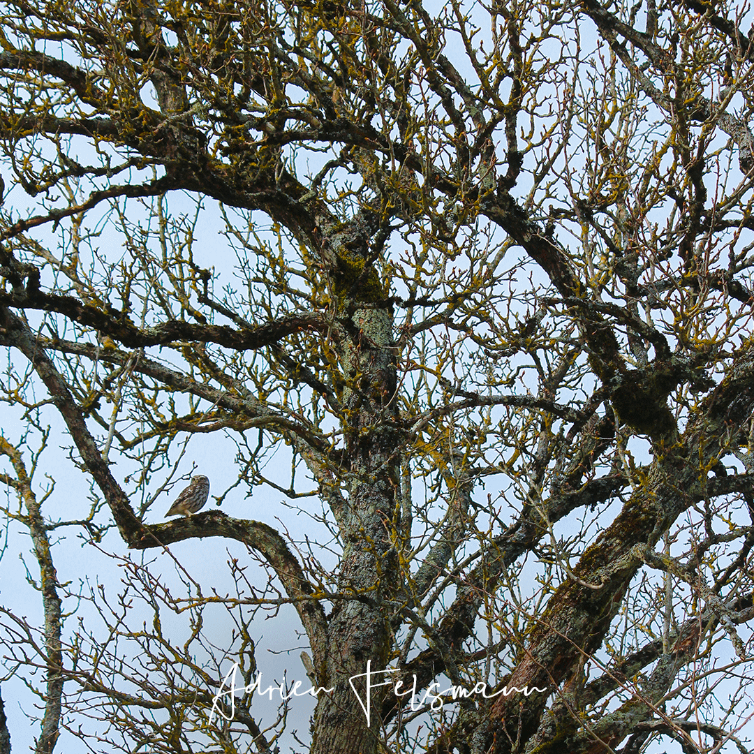 Chouette chevêche dans un poirier