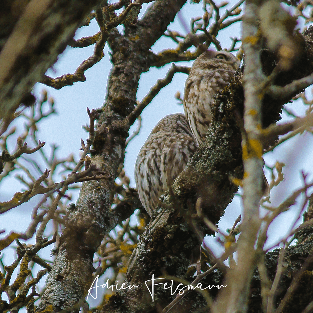 Couple de chouettes chevêches