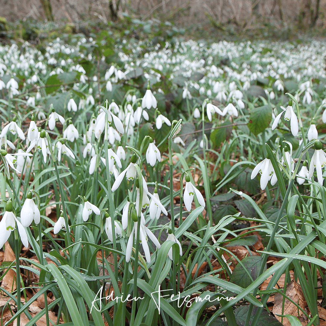 Galanthus nivalis dans son milieu naturel