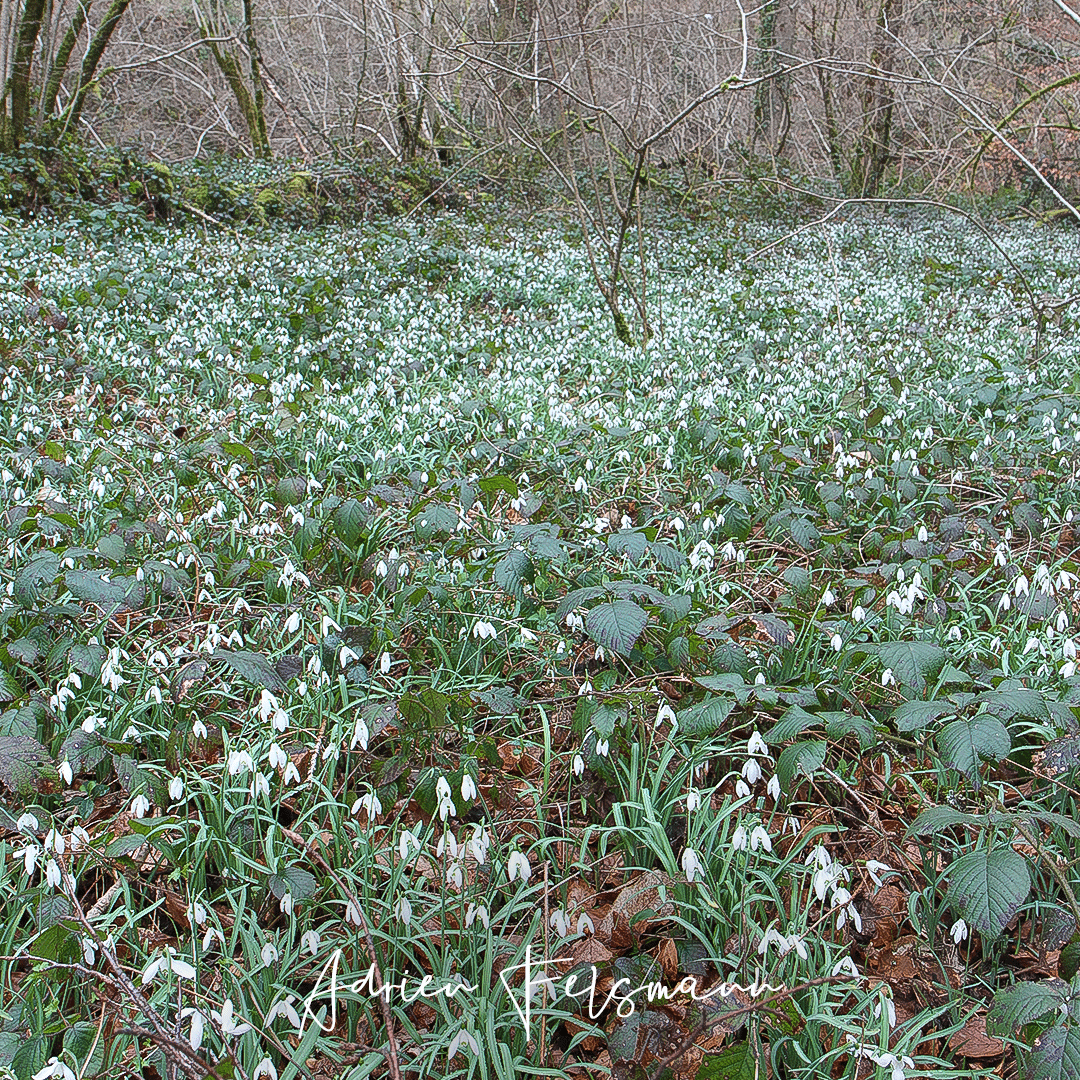Perce-neige dans son milieu naturel