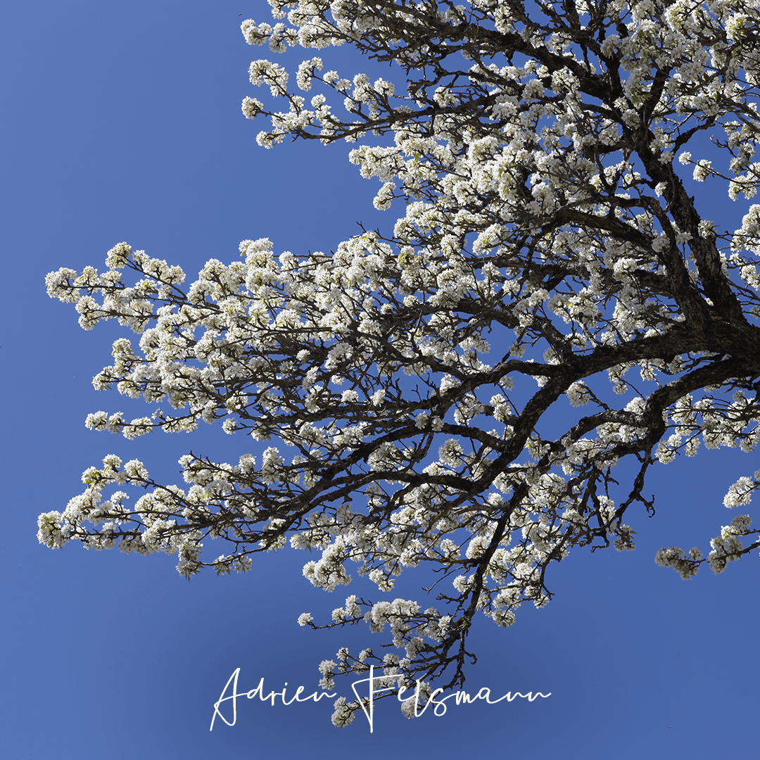 Poirier majestueux au printemps