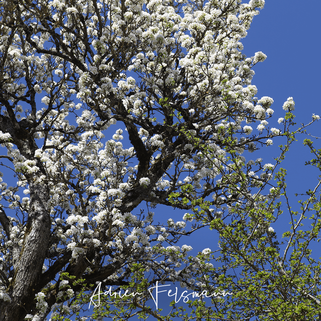 Vieux poirier en fleurs