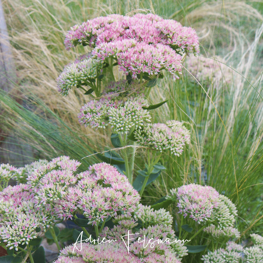 Orpin sur le point de fleurir