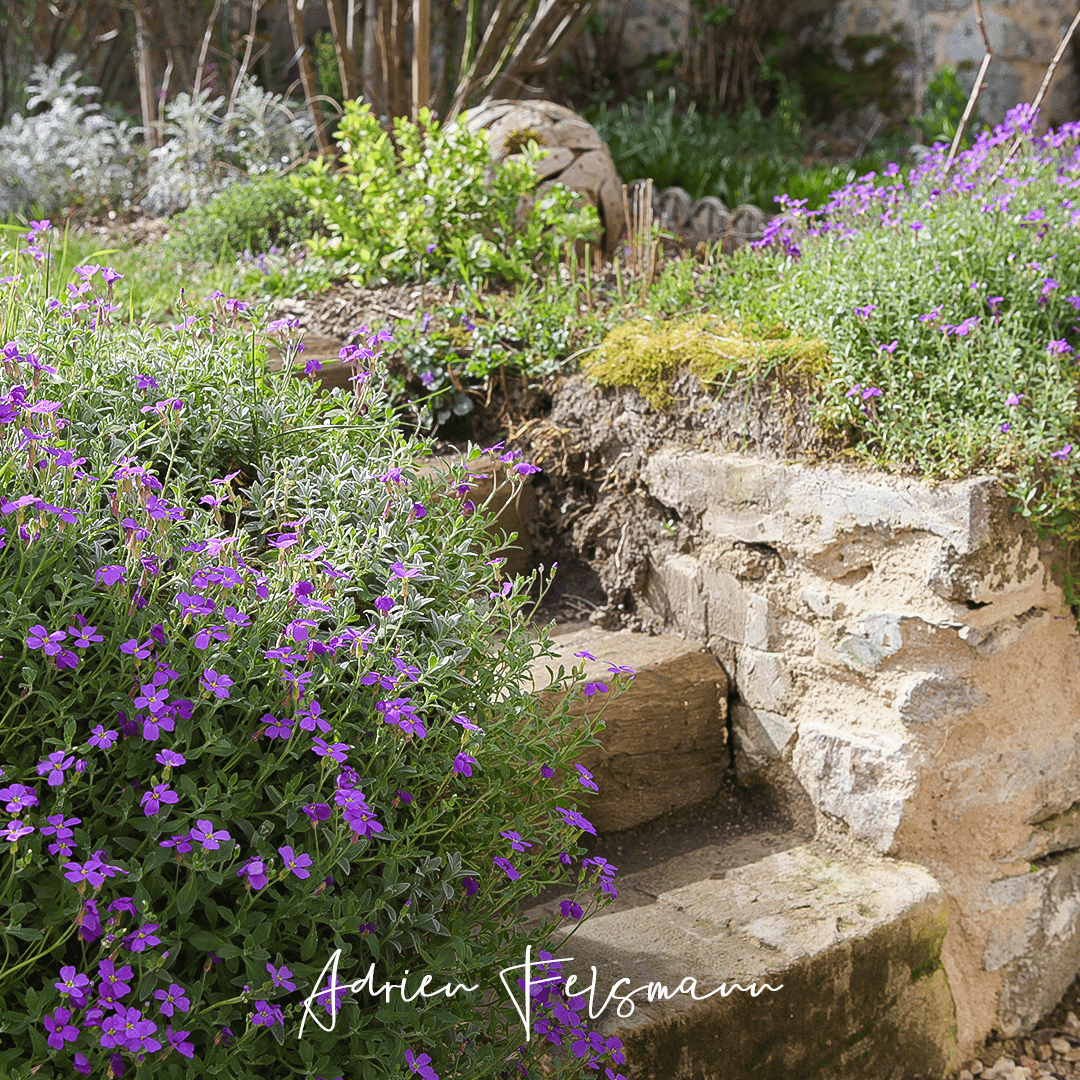 Escalier en bois et plantes saxatiles
