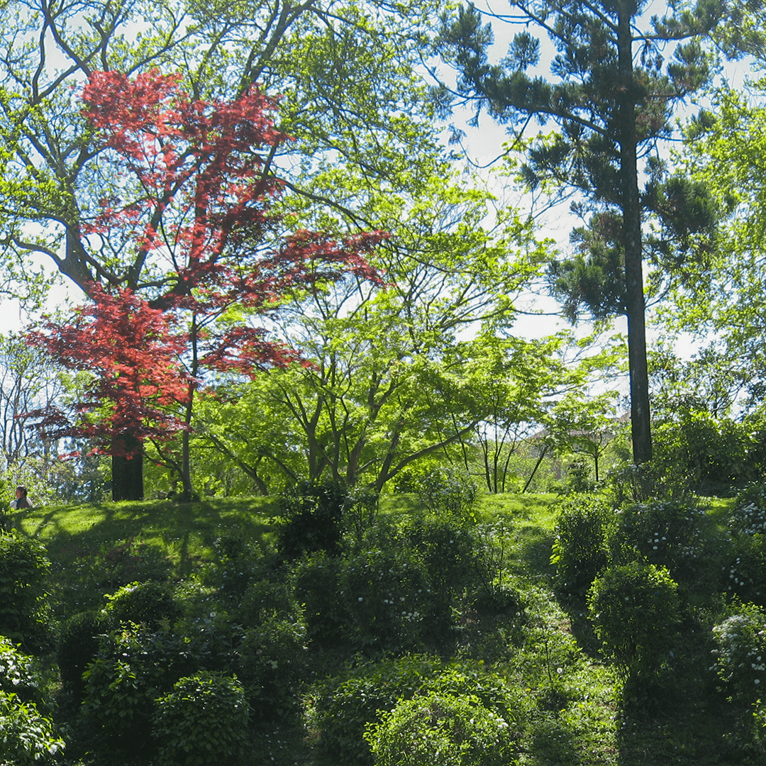 Équilibre entre ombre et lumière au jardin