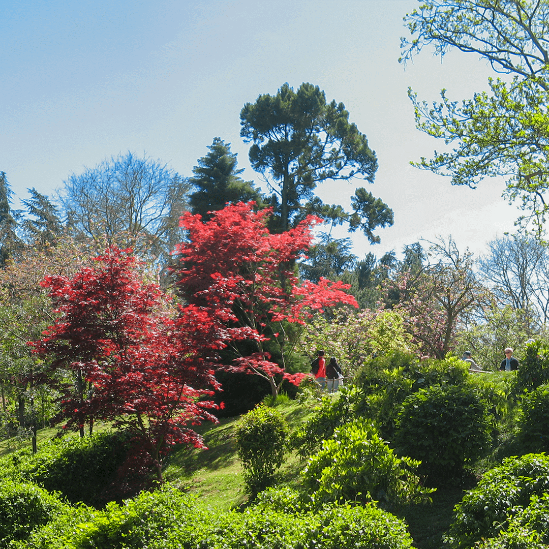 Feuillage flamboyant de l'érable du Japon