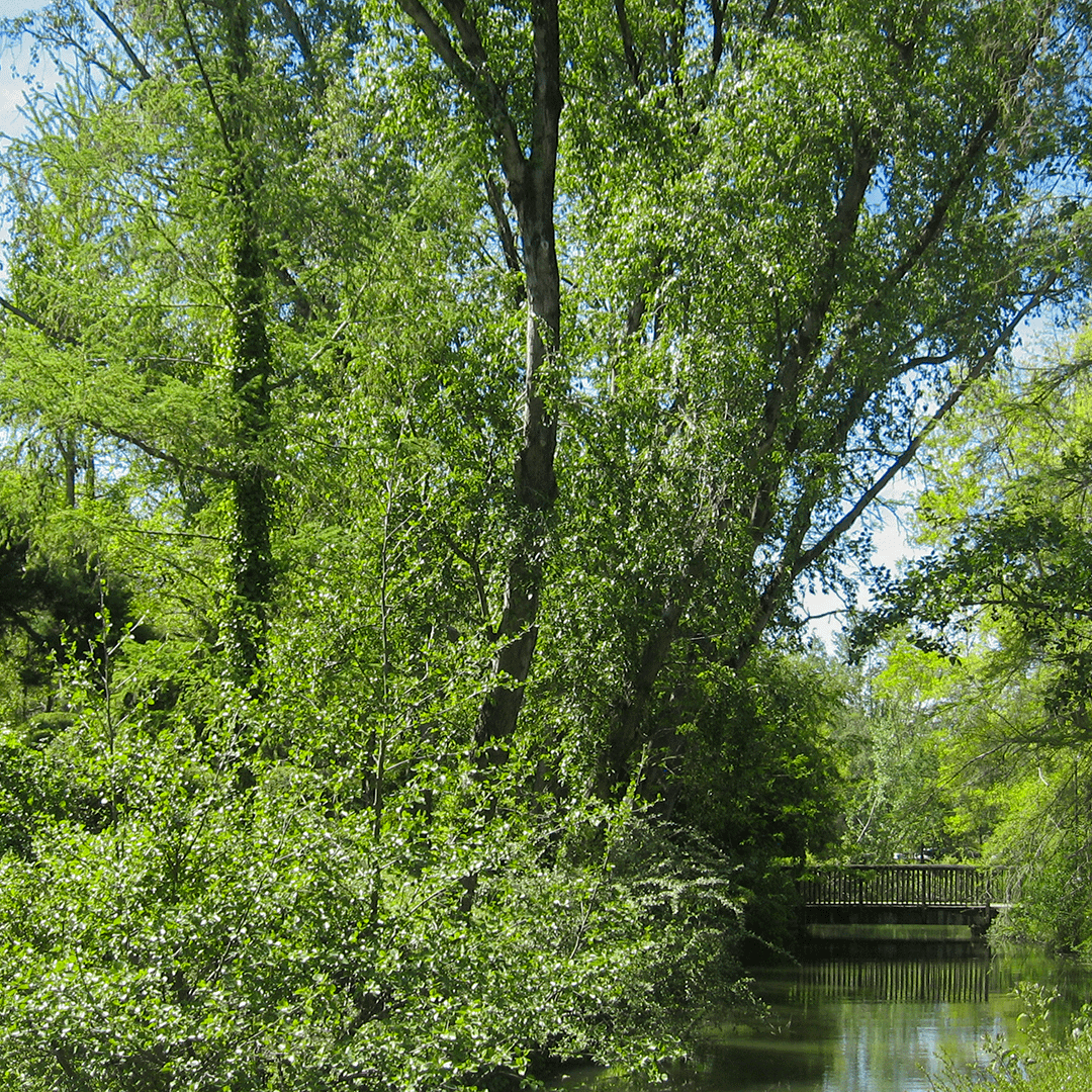 Reflet du paysage à la surface de l'eau