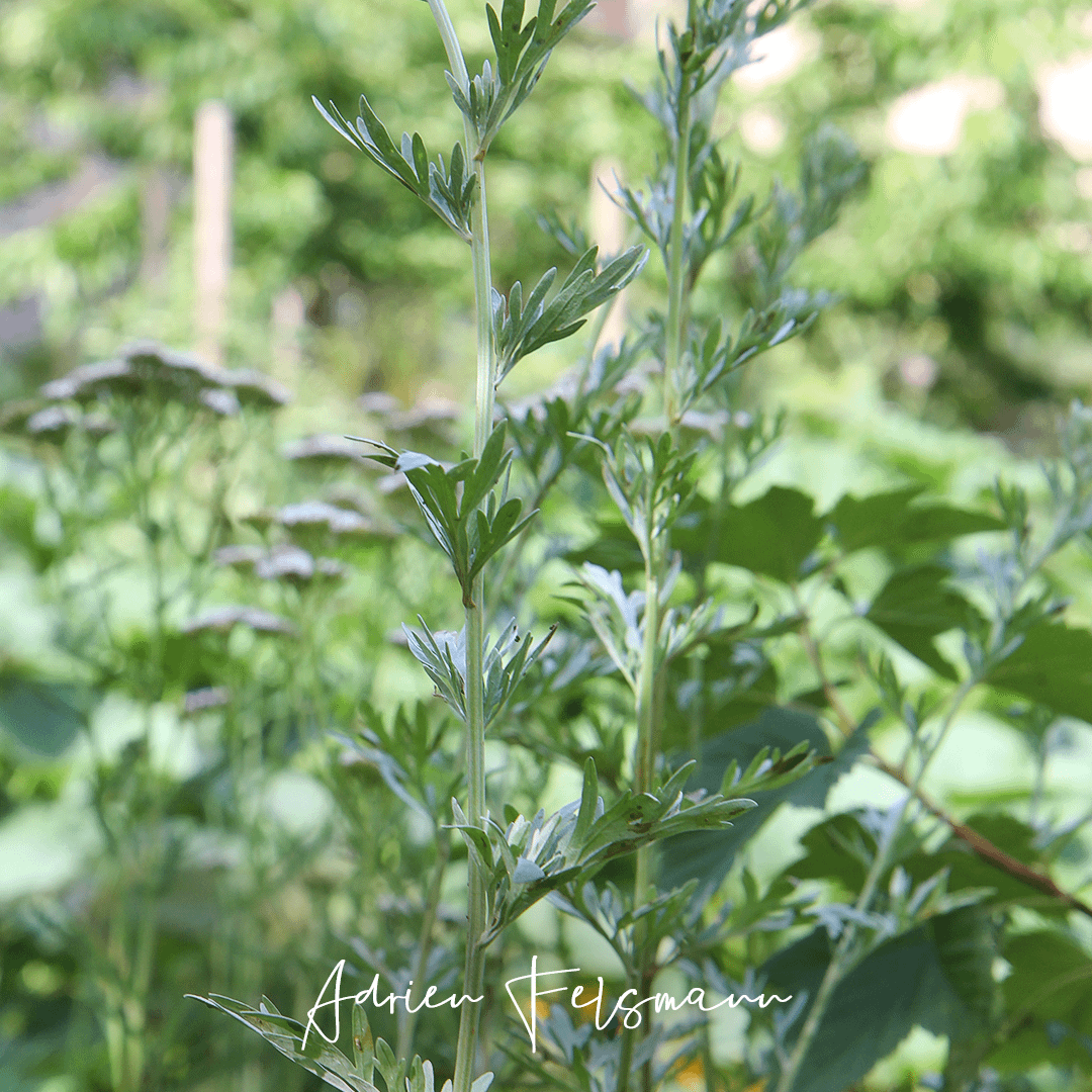 Absinthe après le passage des coccinelles