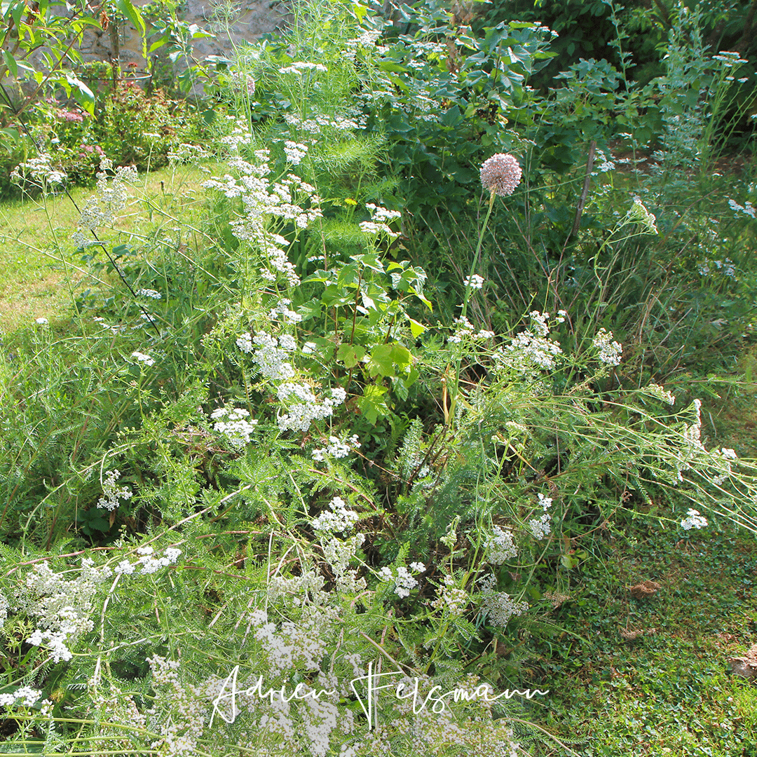 Achillées et alliums dans une bande fleurie