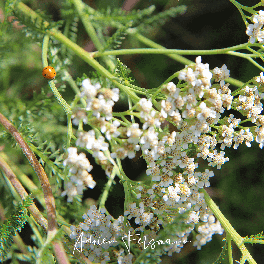 Coccinelle adulte sur une achillée millefeuille