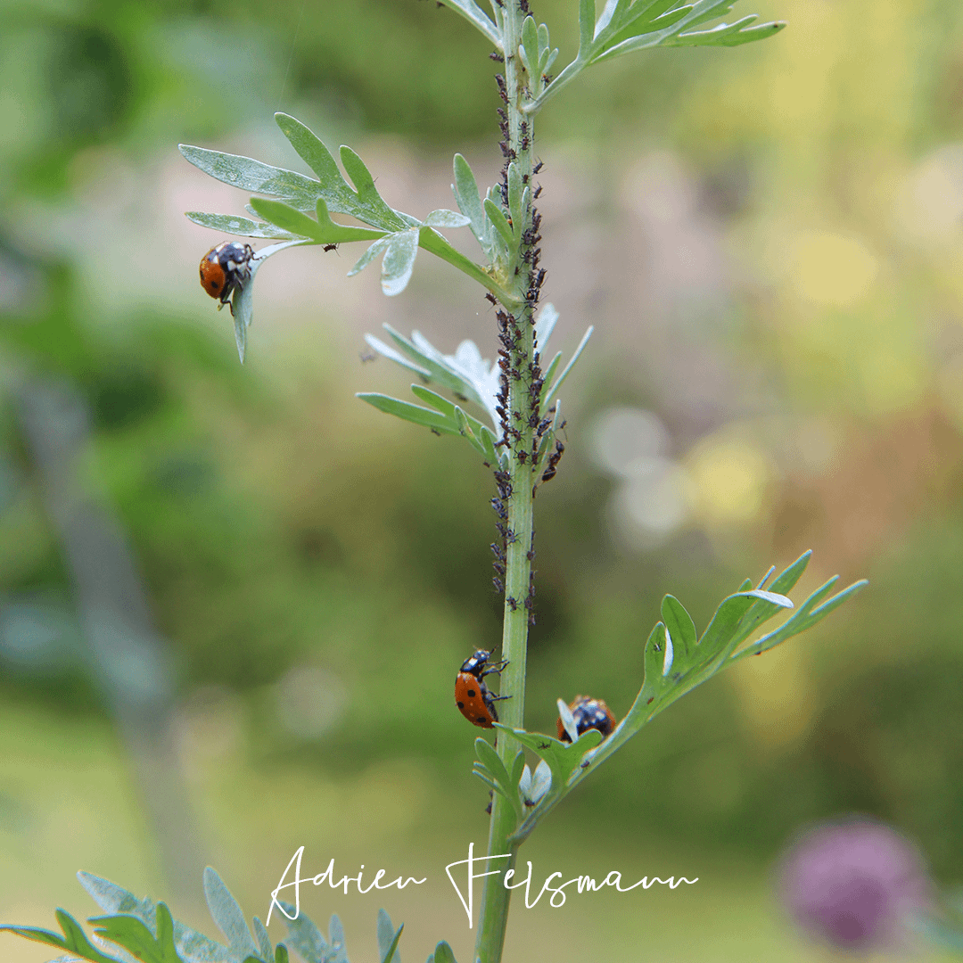 Coccinelles dévorant des pucerons