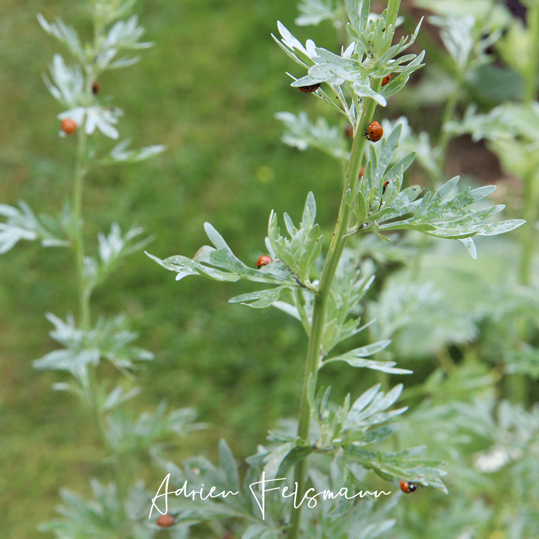 Nombreuses coccinelles sur une absinthe