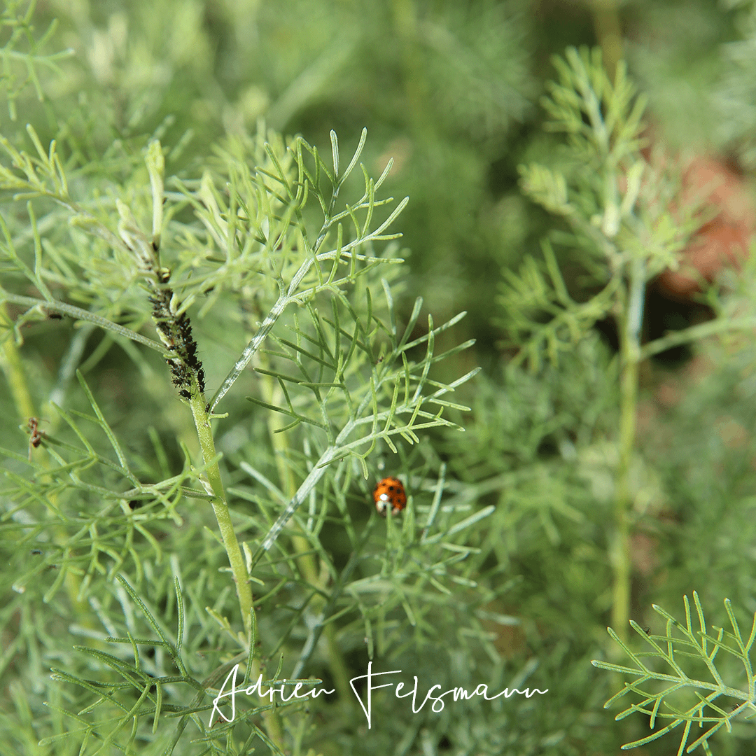 Pucerons sur une armoise