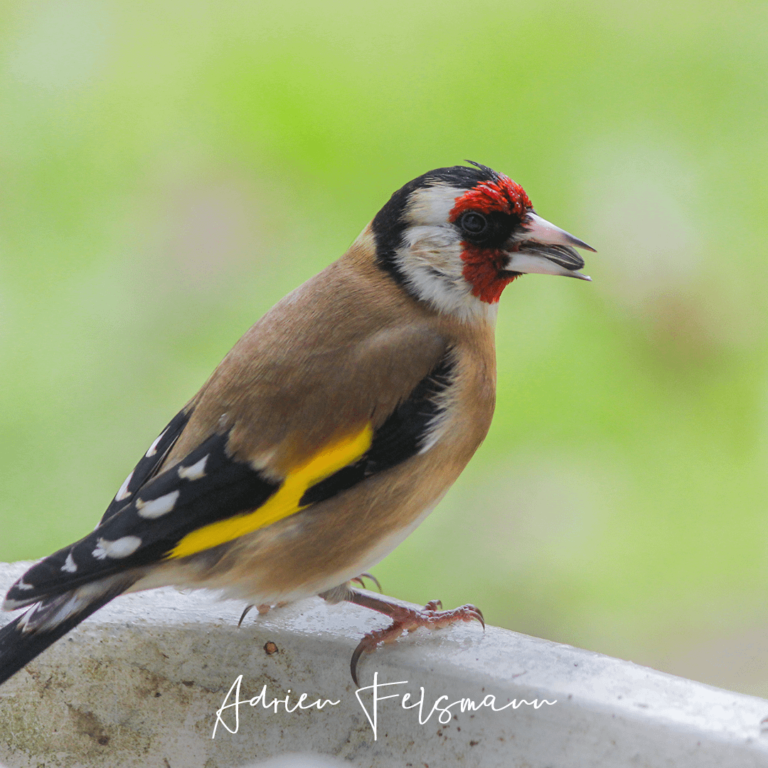 Un oiseau mange sur le rebord de la fenêtre