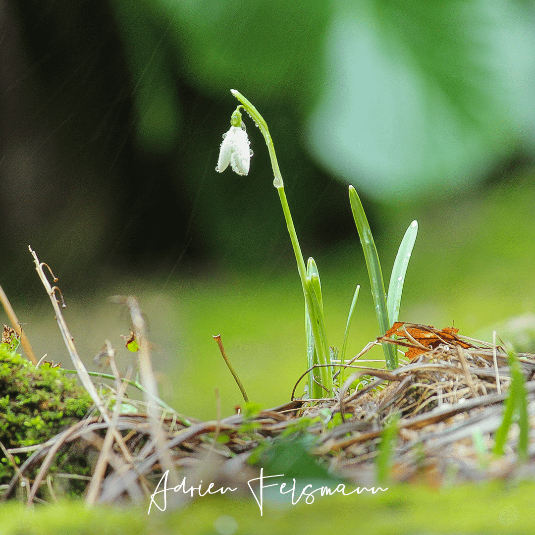 Perce-neige en hiver