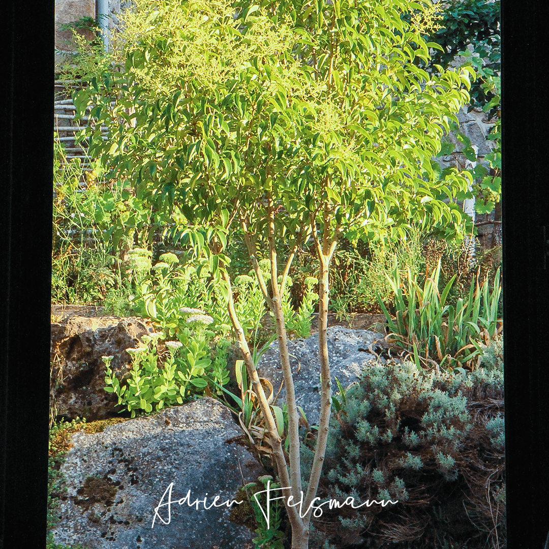Aperçu de la rocaille depuis la fenêtre