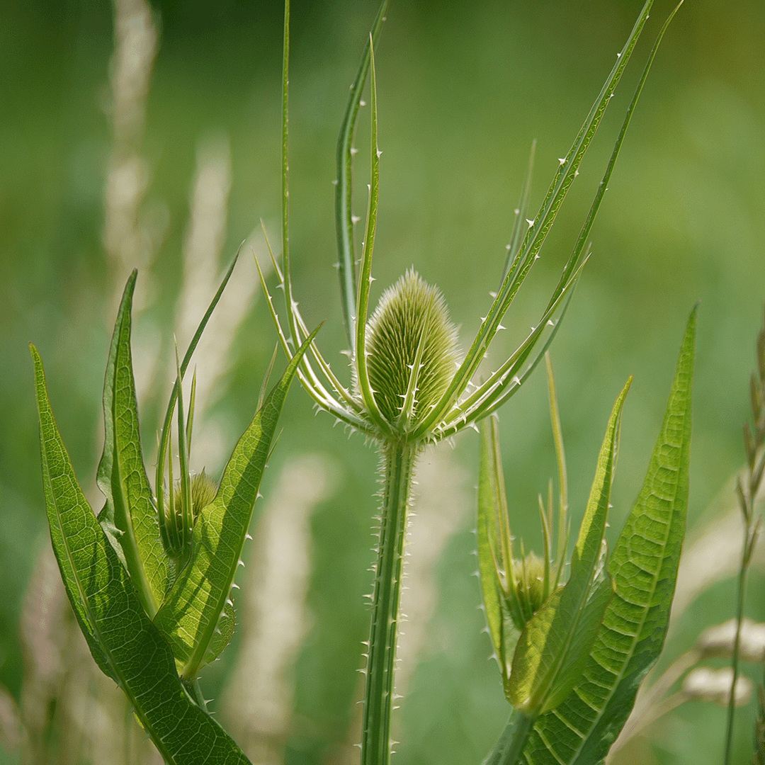 Bouton et feuilles de Dipsacus fullonum