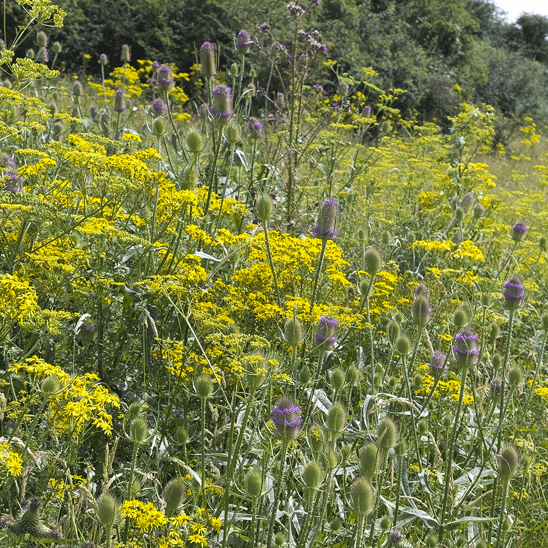 Dipsacus fullonum dans une prairie naturelle