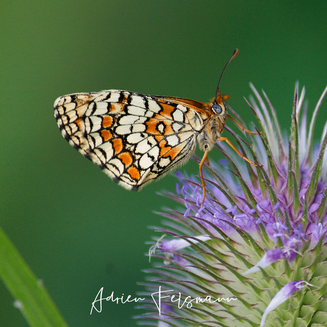 Papillon Mélitée des scabieuses sur une cardère sauvage