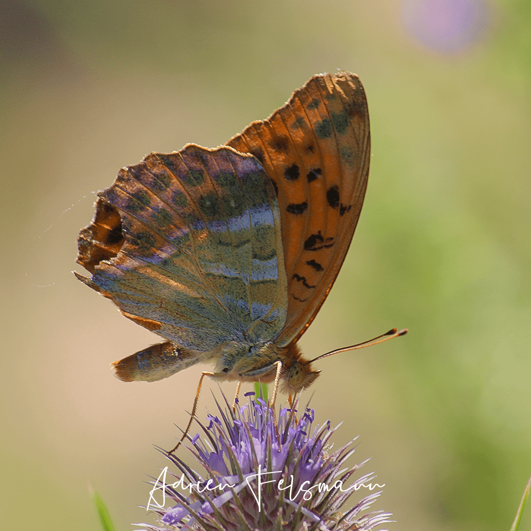 Papillon Tabac d’Espagne sur une cardère sauvage