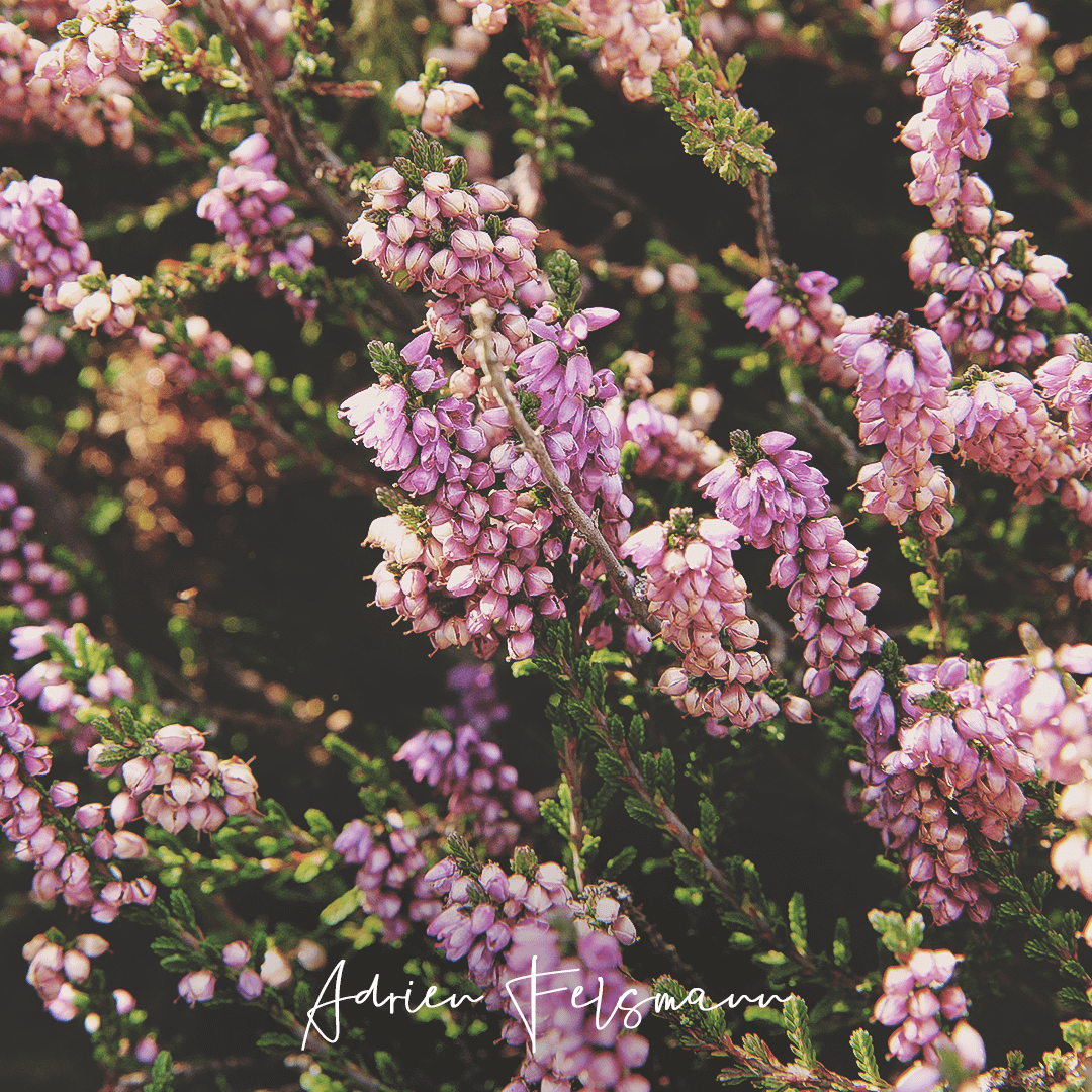 Bruyère au jardin écologique