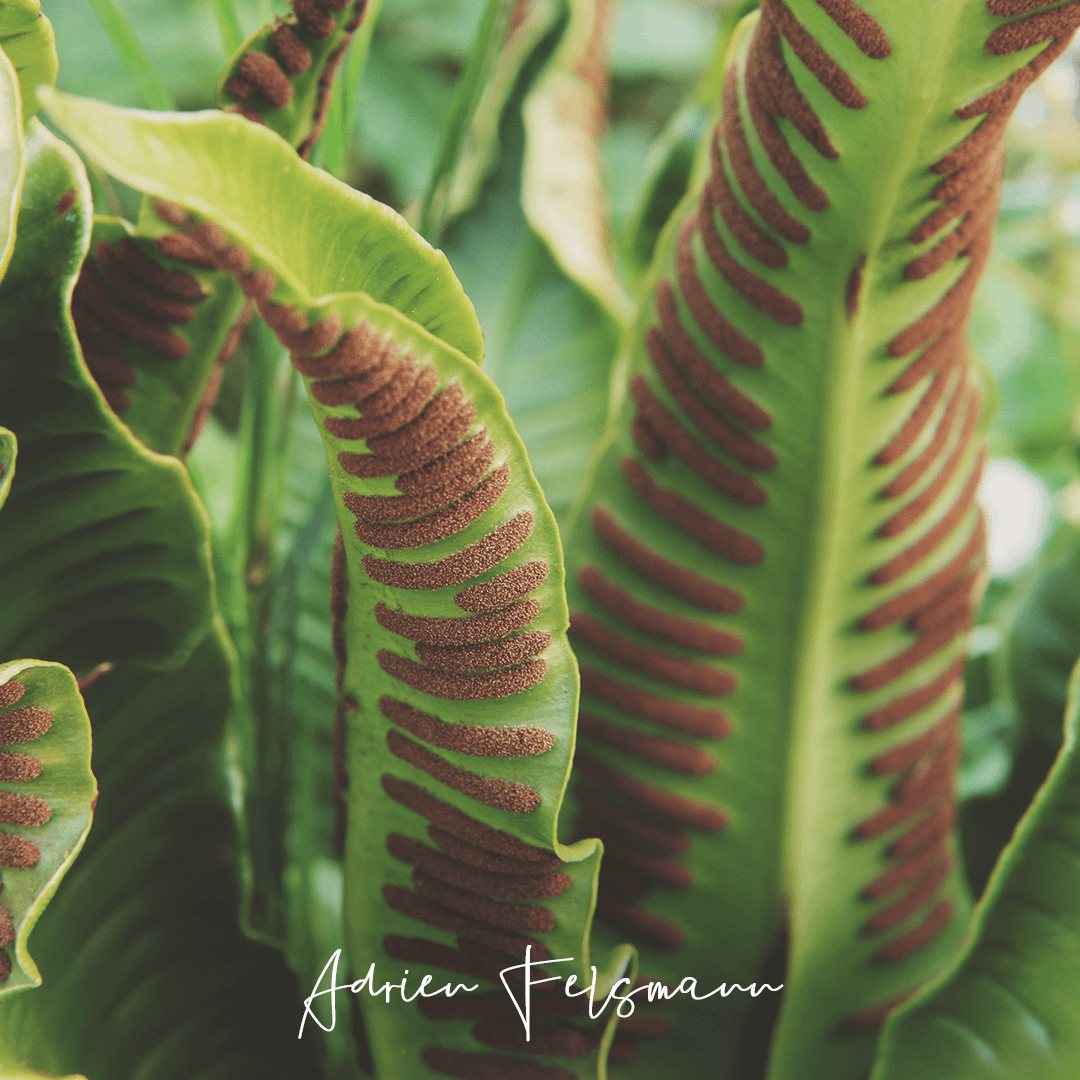 Scolopendre au jardin écologique