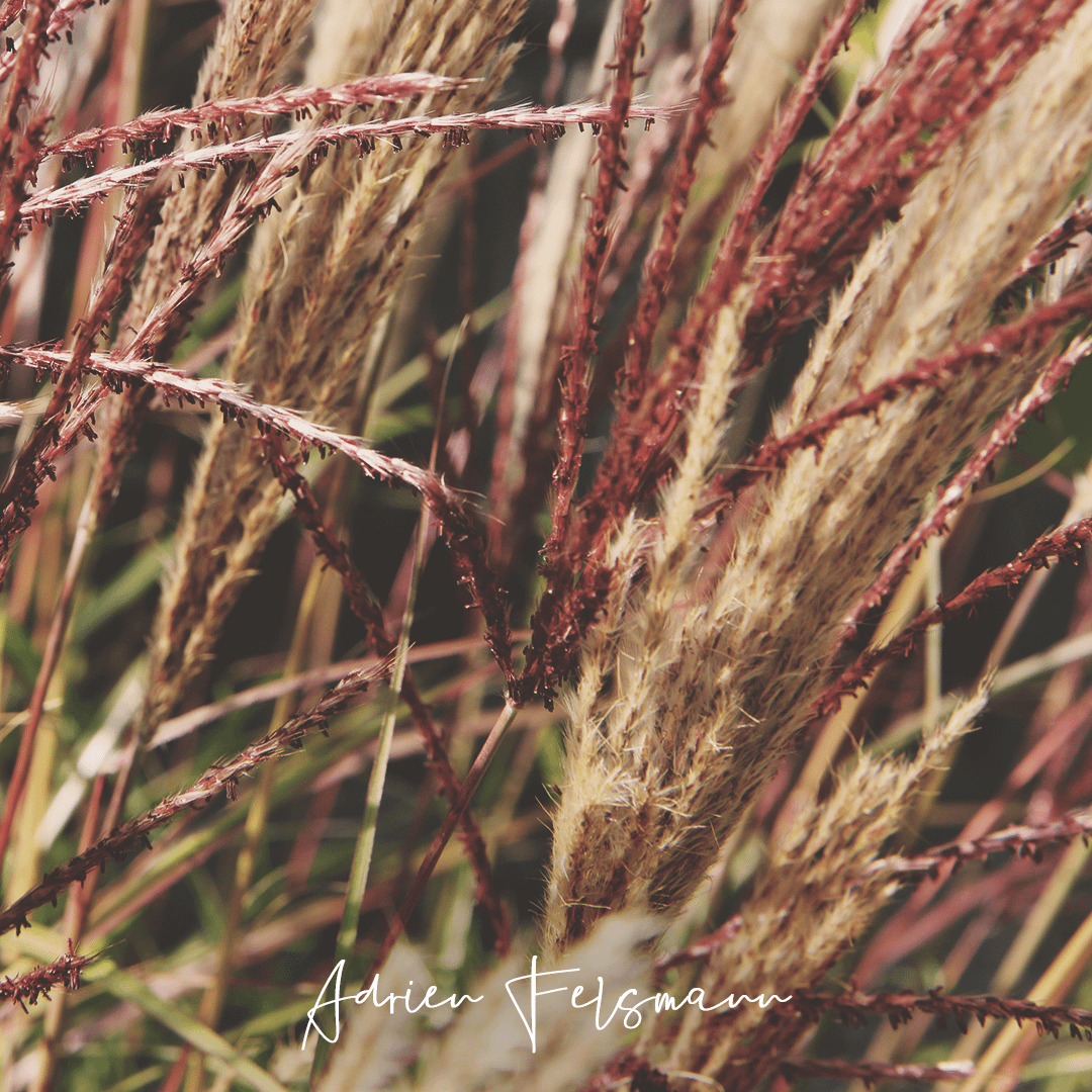 Miscanthus au jardin écologique