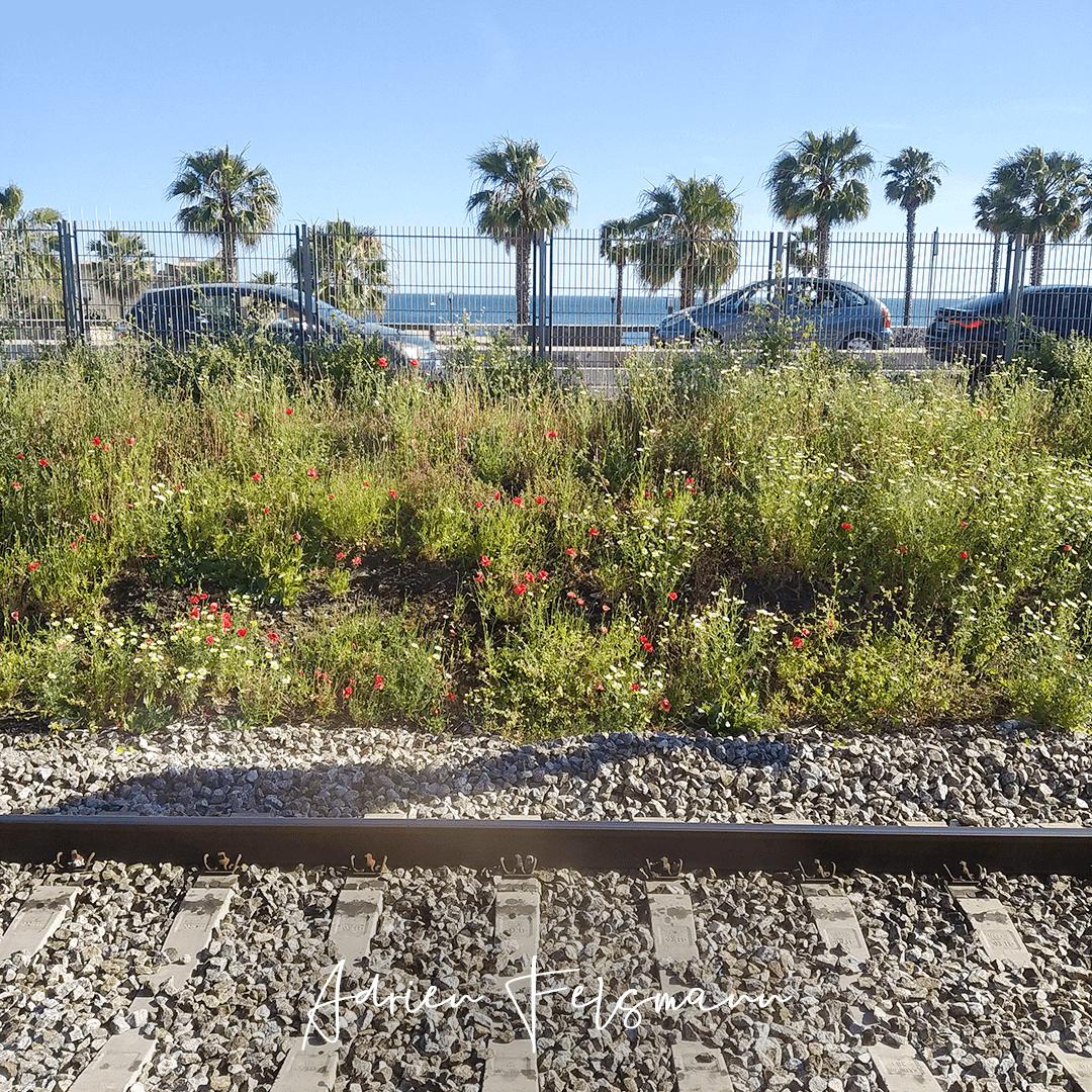 Adventices sur un talus le long d'une voie ferrée