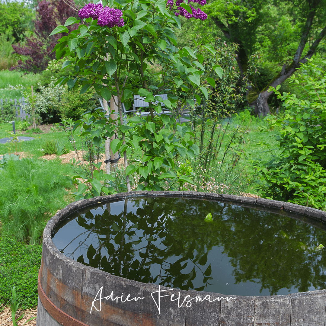 Bassin d'ornement avant les plantations