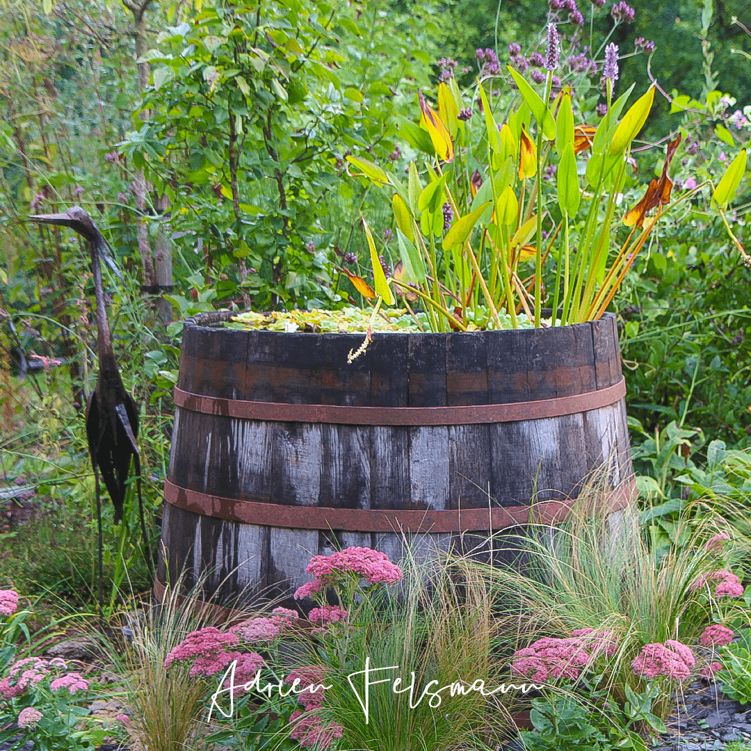 Bassin d'ornement dans un tonneau en bois