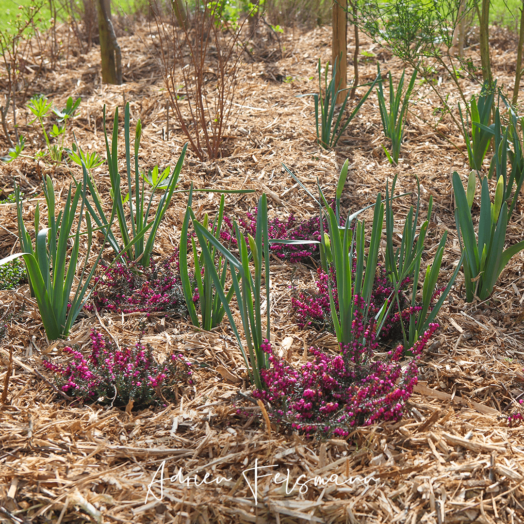 Bruyère d'hiver et broyat en couvre-sol de massif