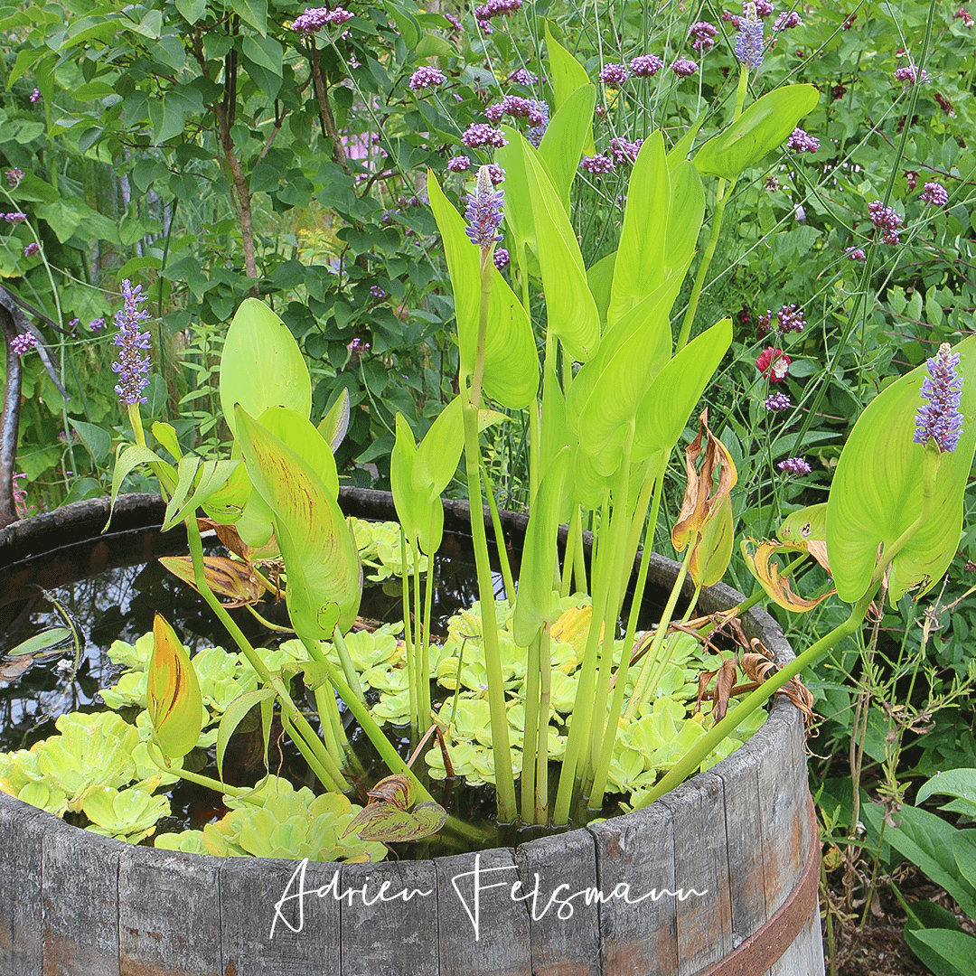 Écosystème aquatique dans une comporte