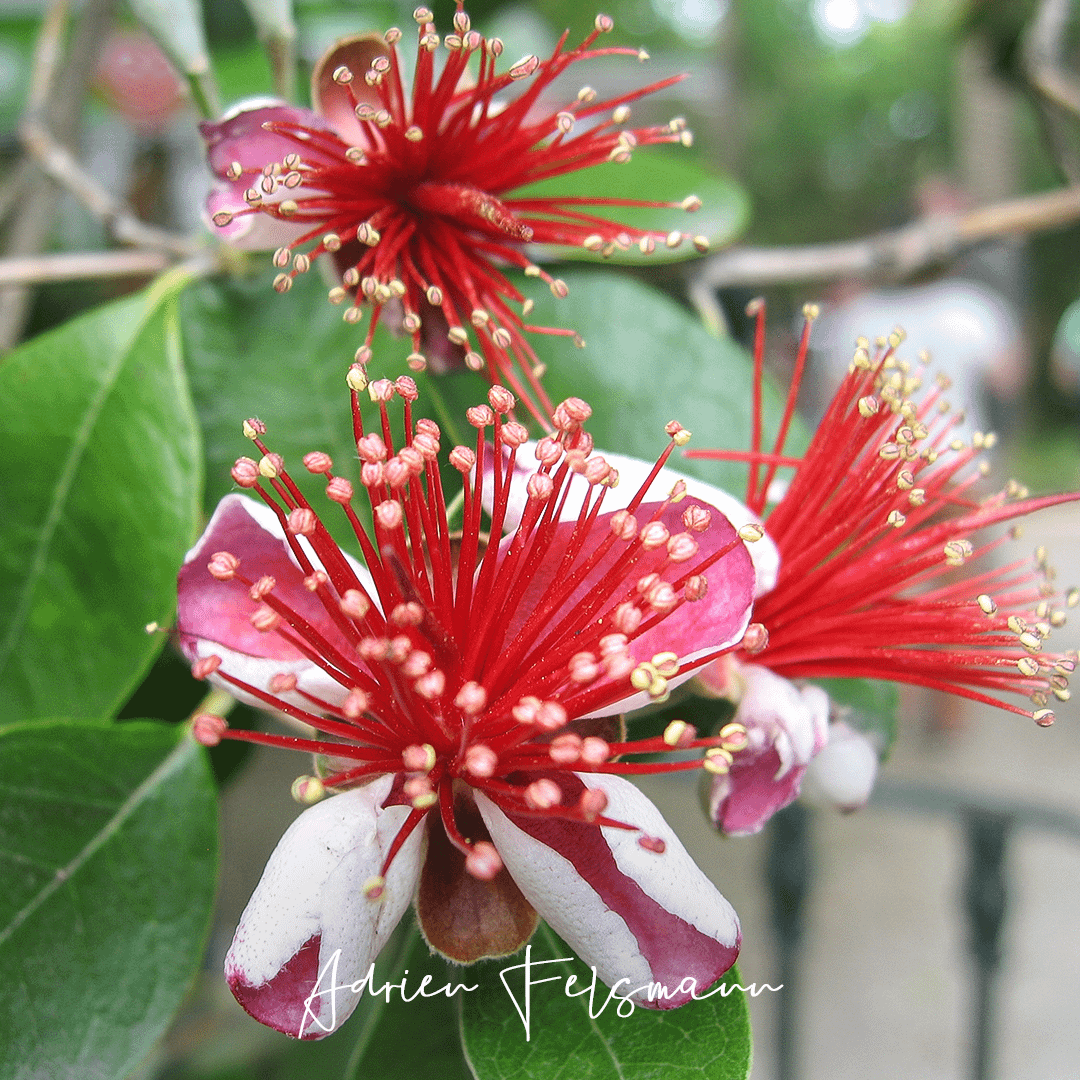 Fleurs comestibles du goyavier du Brésil
