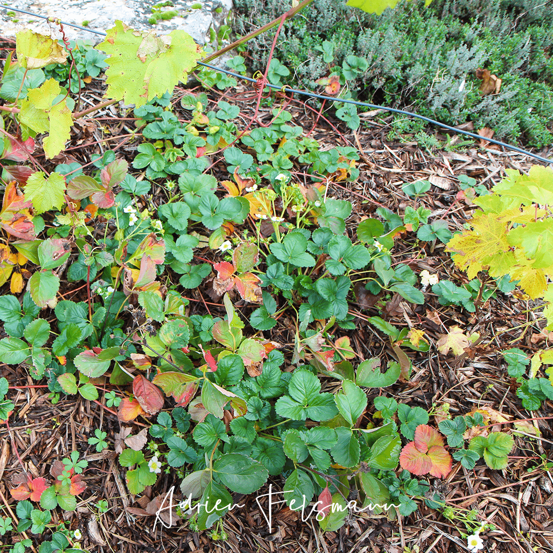 Les fraisiers comme couvre-sol nourricier
