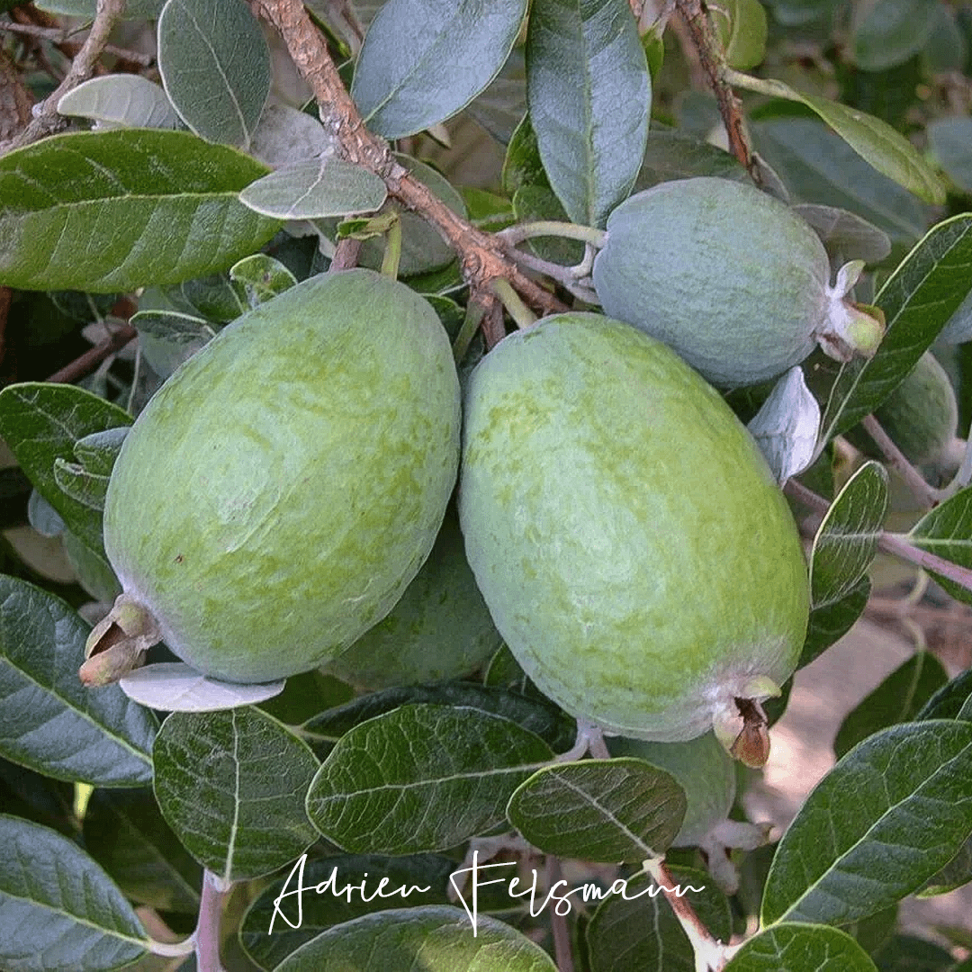 Fruits du feijoa, le goyavier du Brésil