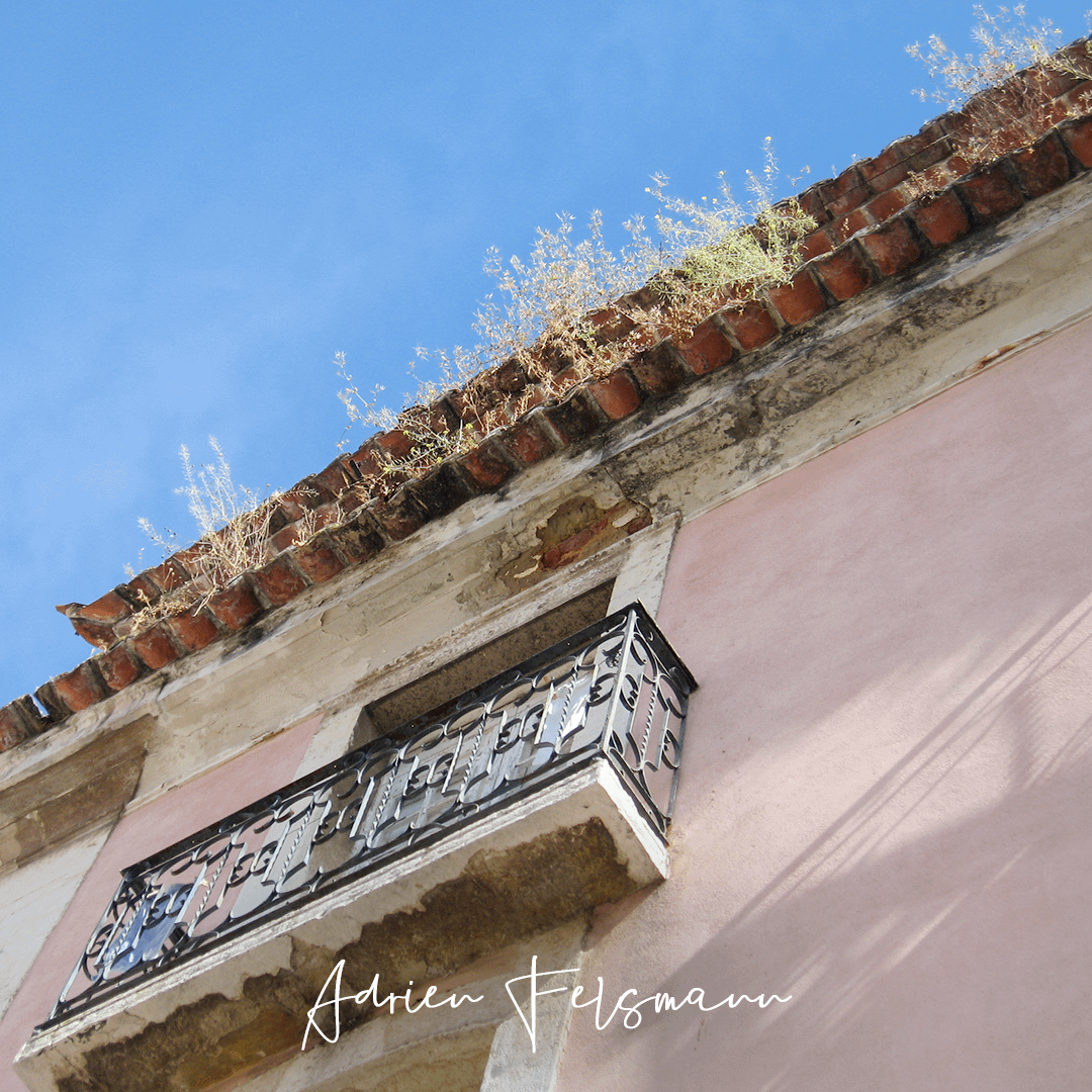 Mauvaises herbes sur un toit de tuiles