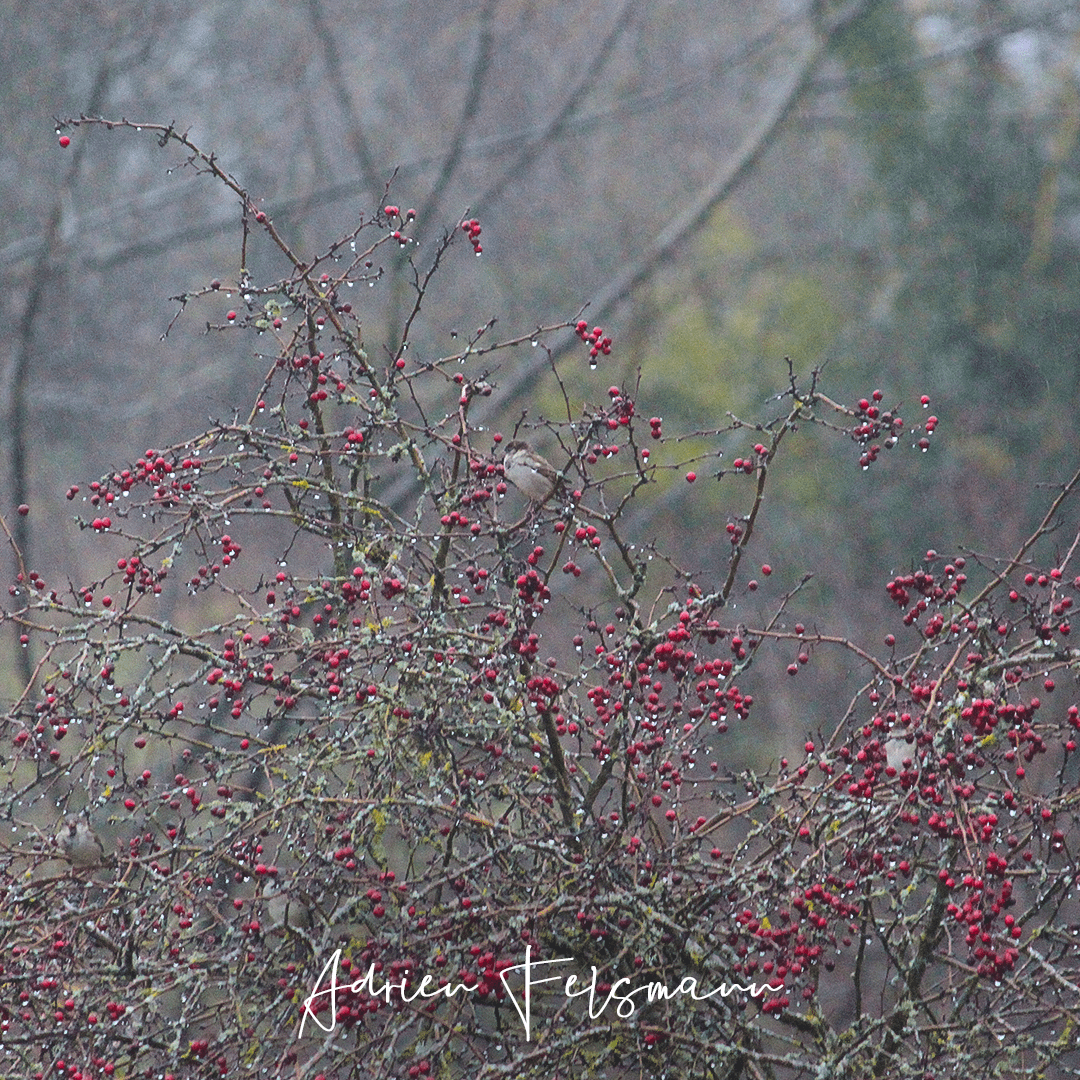 Un moineau sur une branche de Crataegus monogyna