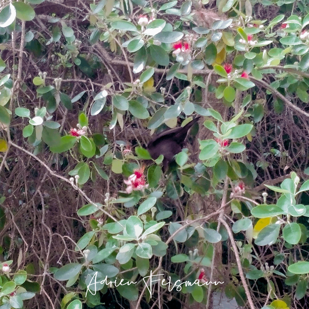 Un oiseau mange les fleurs du feijoa