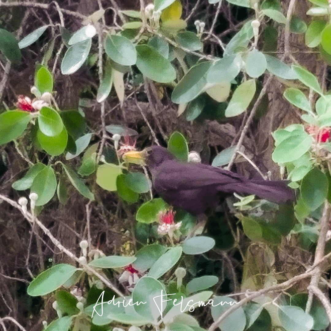 Un oiseau sur un goyavier de Montevideo