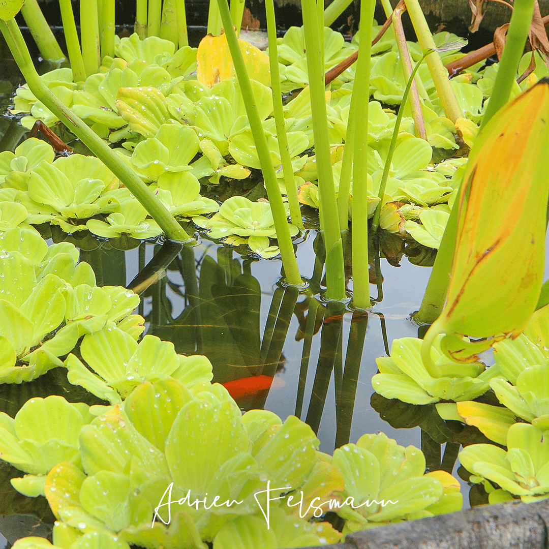 Phytoépuration et poissons pour un bassin équilibré